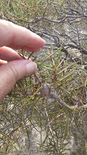 Image of Hakea mitchellii by (c) Rosalie Lawrence, some rights reserved (CC BY)
