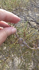 Hakea mitchellii, photograph (c) Rosalie Lawrence, some rights reserved (CC BY)