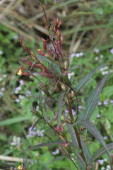 Ludwigia perennis