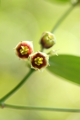 Disporum cantoniense