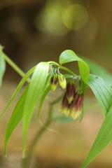 Disporum cantoniense, photograph author not stated, no rights reserved