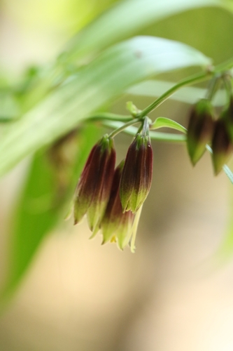 Disporum cantoniense, photograph 3