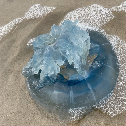 Dustbin-lid Jelly, photo 3 of 8