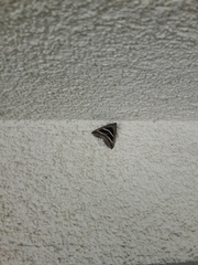 Grammodes bifasciata