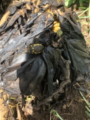 Pachnodella impressa