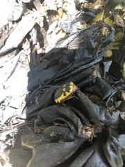 Pachnodella impressa