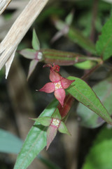 Ludwigia perennis