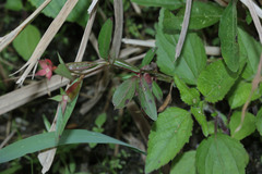 Ludwigia perennis