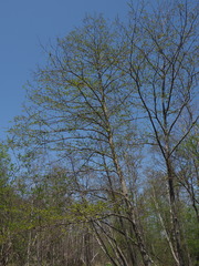 Alnus hirsuta hirsuta