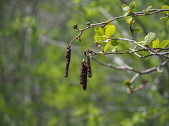 Alnus hirsuta hirsuta