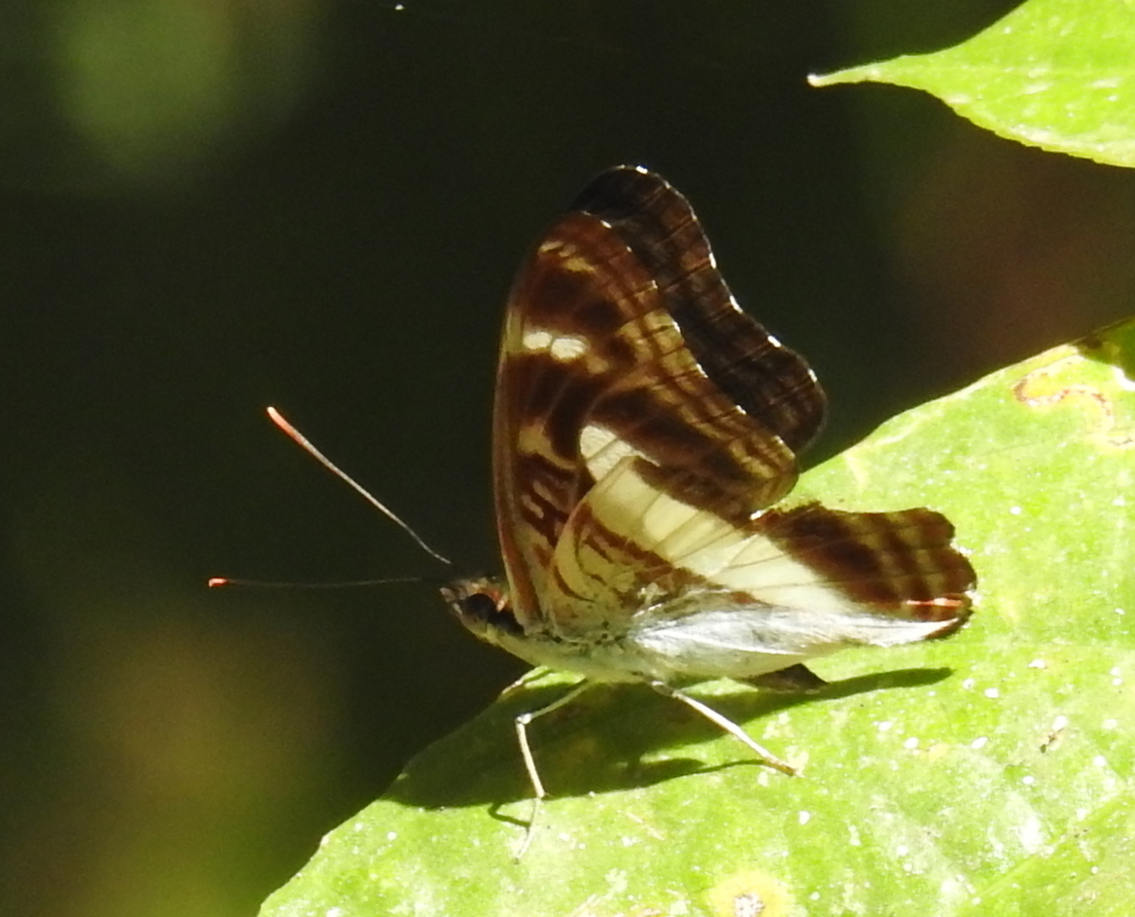 Athyma hollandi