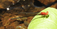 Pseudagrion pilidorsum declaratum