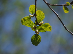 Alnus hirsuta hirsuta