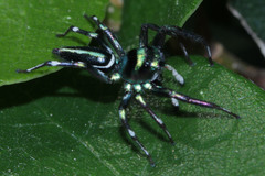 Cosmophasis thalassina