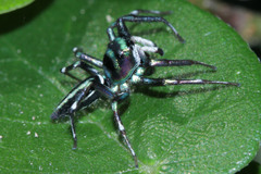 Cosmophasis thalassina