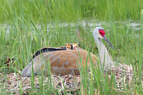 Sandhill Crane photographed in Michigan