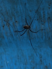Opilio saxatilis