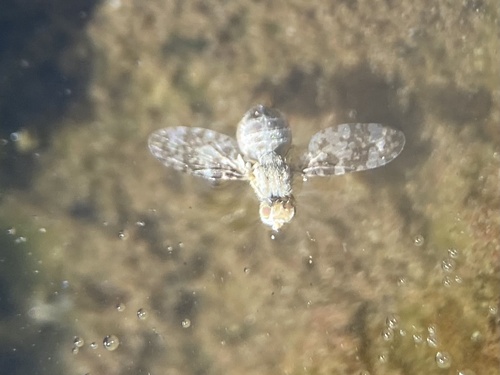 Oxyna utahensis