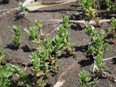 Lysimachia maritima obtusifolia