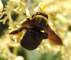 Xylocopa appendiculata circumvolans