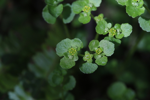 Chrysosplenium ramosum iNat (1)