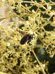 Xylocopa appendiculata circumvolans