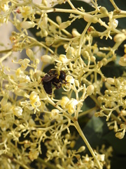 Xylocopa appendiculata circumvolans