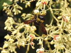 Xylocopa appendiculata circumvolans