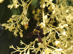 Xylocopa appendiculata circumvolans