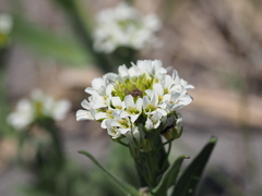 Arabis stelleri japonica