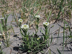 Arabis stelleri japonica