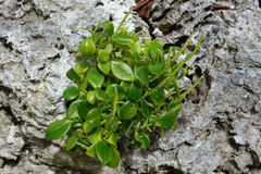 Peperomia pallida niueana