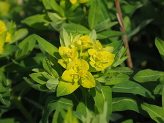Euphorbia adenochlora