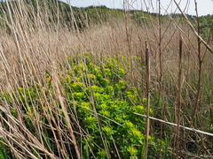 Euphorbia adenochlora