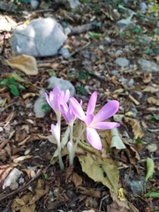 Colchicum autumnale