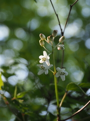 Staphylea bumalda