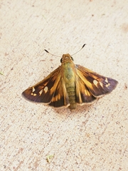 Hesperiidae