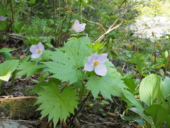 Glaucidium palmatum