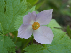 Glaucidium palmatum