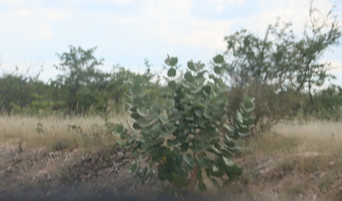 giant milkweed