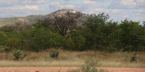 African baobab