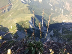 Veronica gentianoides