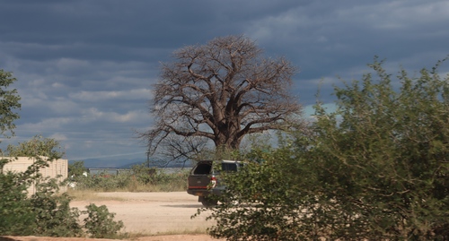 African baobab