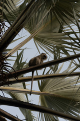 Chlorocebus cynosuros
