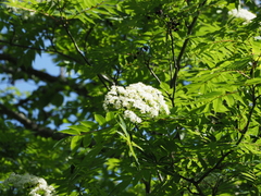Sorbus commixta