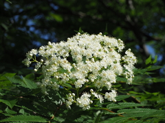 Sorbus commixta