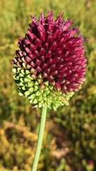 Allium sphaerocephalon