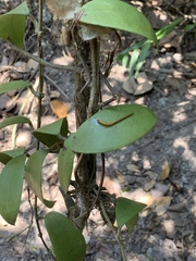 Hoya verticillata