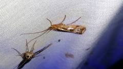 Limnephilus rhombicus