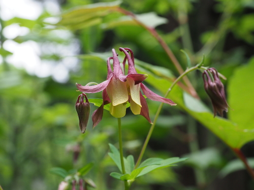 Oriental columbine
